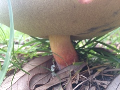 Baorangia bicolor image