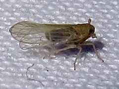 Metadelphax propinqua