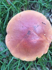 Baorangia bicolor image