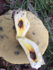 Baorangia bicolor image