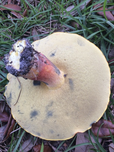 Baorangia bicolor image