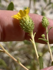 Grindelia fraxinipratensis