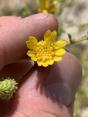 Grindelia fraxinipratensis