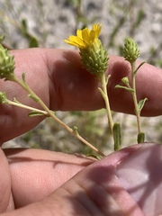 Grindelia fraxinipratensis