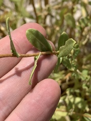 Grindelia fraxinipratensis