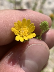 Grindelia fraxinipratensis