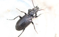 Pterostichus nigrita