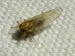 Metadelphax propinqua