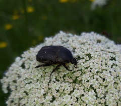 Protaetia morio