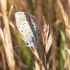 Polyommatus