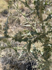 Cirsium mohavense