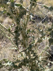 Cirsium mohavense