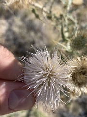 Cirsium mohavense