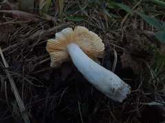 Russula lutea