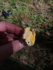 Russula lutea