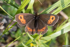 Erebia euryale
