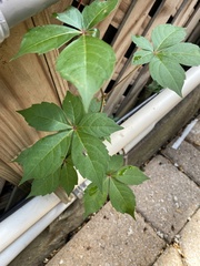 Parthenocissus quinquefolia