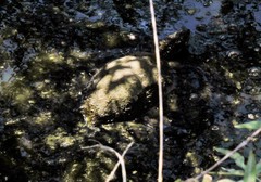 Emys orbicularis hellenica