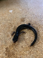 Plethodon glutinosus