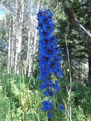 Delphinium cultorum