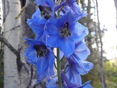 Delphinium cultorum