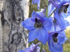 Delphinium cultorum