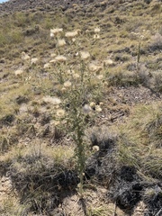 Cirsium mohavense