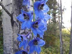 Delphinium cultorum