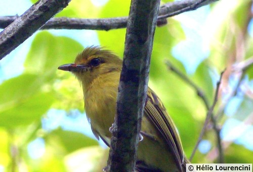 Ochre-lored Flatbill (Tolmomyias flaviventris), photo 9