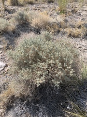 Atriplex parryi