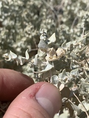 Atriplex parryi