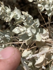 Atriplex parryi