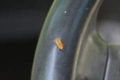 Parhelophilus integer