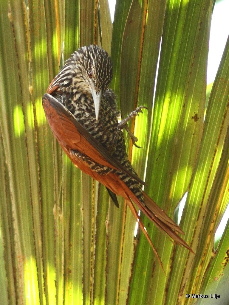 Point-tailed Palmcreeper photo