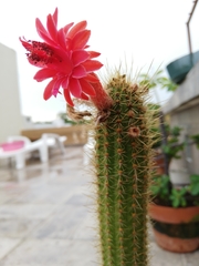 Cleistocactus
