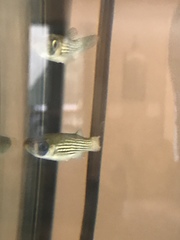 Fundulus lineolatus