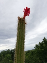 Cleistocactus