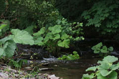 Pterostichus nigrita