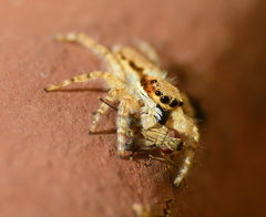 Menemerus bivittatus