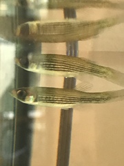 Fundulus lineolatus
