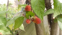 Rubus glaucus