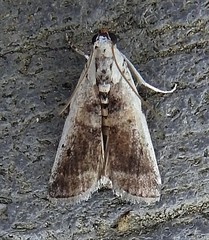 Acrobasis palliolella