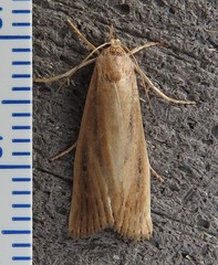 Thopeutis forbesellus