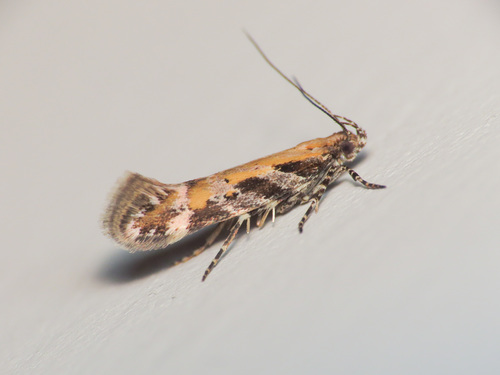 Aristotelia billii