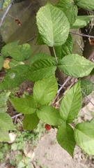 Rubus glaucus