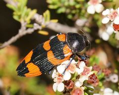 Castiarina thomsoni