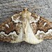 Gray Spruce Looper Moth - Photo (c) joannerusso, some rights reserved (CC BY-NC), uploaded by joannerusso