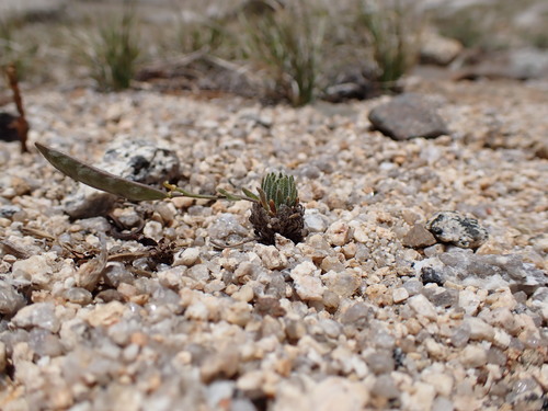 Image of Tulare County Rockcress (Boechera pygmaea) by (c) Martin Purdy, some rights reserved (CC BY)