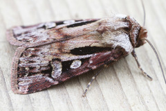 Agrotis vancouverensis