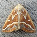 Brown Pine Looper Moth - Photo (c) joannerusso, some rights reserved (CC BY-NC), uploaded by joannerusso